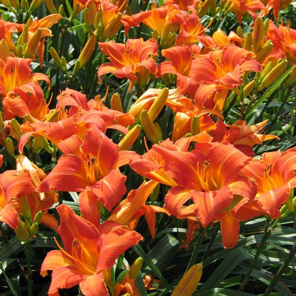 Orange Daylily Original Tiger Lilies aka Ditch Lilies | 8 Pack Clump Live Plant Bulb Rhizome