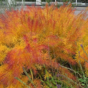 Butterscotch Threadleaf Amsonia hubrichtii BlueStar Blue Flowers Live Plant Shrubs Bush Yellow FALL Color Perennial Landscaping Plants