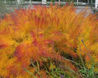 Butterscotch Threadleaf Amsonia hubrichtii BlueStar Blue Flowers Live Plant Shrubs Bush Yellow FALL Color Perennial Landscaping Plants