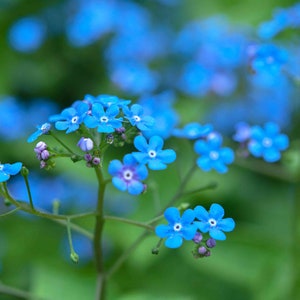 SPRING SALE - Forget-Me-Not Brunnera macrophylla plant Siberian bugloss Perennial (Shade Plants)