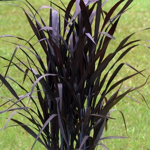 SPRING SALE - Black First Knight Grass Pennisetum Perennial Ornamental 1 Live Plant Clumping