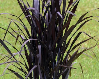 Black First Knight Grass Pennisetum Perennial Ornamental 1 Live Plant Clumping
