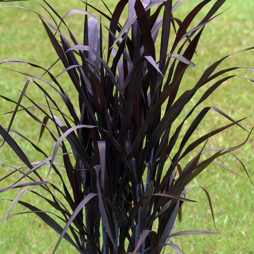 VENTE DE PRINTEMPS - Black First Knight Grass Pennisetum vivace ornementale 1 plante vivante agglomérante