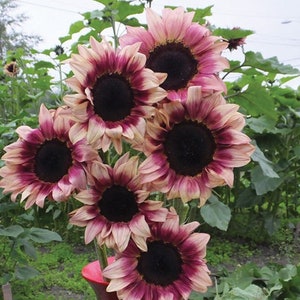 Rare Purple Plum Sunflower Seeds Pro Cut Sun Flower Seeds