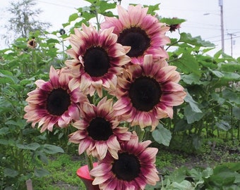 Rare Purple Plum Sunflower Seeds Pro Cut Sun Flower Seeds