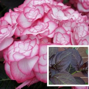 May include: Close-up of a pink and white hydrangea flower with dark purple leaves in the background.