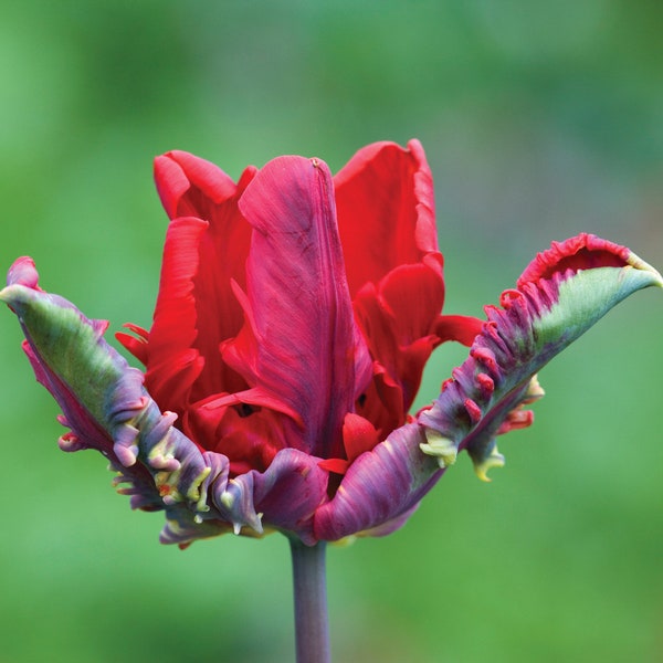 Parrot Tulip - Etsy