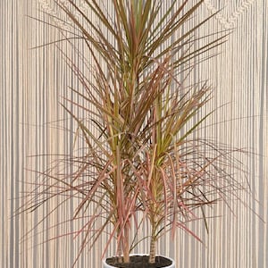 Dracaena Spike - Etsy