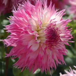 Pinelands Princess Dahlia Flower Plant Bulbs Perennial Flowers Live Plant Rare Fluffy Double Blooms