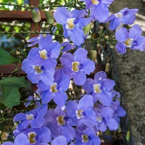 OFERTA DE PRIMAVERA - Enredadera Susan de ojos azules Plantas vivas Flores Planta de interior Thunbergia Enredadera de trompeta azul