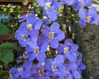 Sky Blue Eyed Susan Vine Live Plants Flowers House Plant Perennial Thunbergia Blue Trumpet Vine