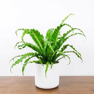 May include: A vibrant green Bird's Nest Fern plant in a white ceramic pot. The plant has long, wavy leaves and is set against a white background. The pot sits on a wooden surface, creating a natural contrast.
