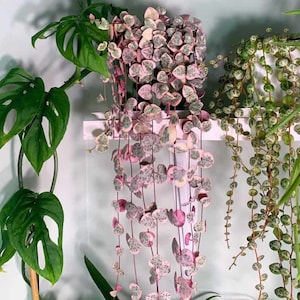 Rare Pink Variegated String of Hearts Plant Live in Pot Perfect Gift House Plant ppp Low Light Indoor Plants