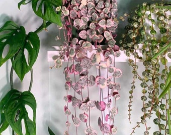 Rare Pink Variegated String of Hearts Plant Live in Pot Perfect Gift House Plant ppp Low Light Indoor Plants