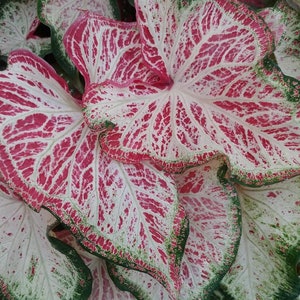 Peppermint Caladium PPP Plant Houseplants Live Plants Bulbs or 2.5" x 4" Inch Pot Pink Small Starter Fast Growing Plants