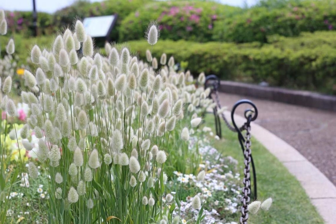 BUNNY TAILS White Grass Laurus Ovatus Perennial Ornamental 1 Etsy