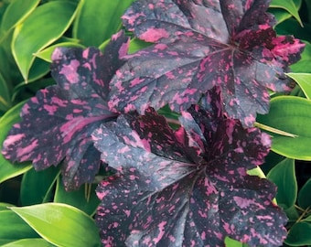 Midnight Rose Heuchera Flowers Perennial Plants Coral Bells