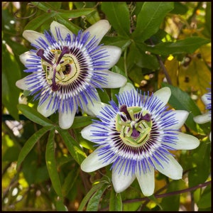 May include: Two vibrant passion flowers with white petals and blue and purple centers. The flowers are in bloom and have a delicate, intricate design.