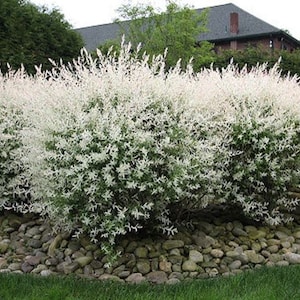 May include: A row of white weeping willow trees planted in a bed of gray river rocks. The trees are in full bloom with white flowers.