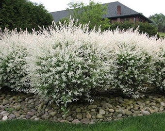 White Dappled Japanese Willow Cutting Live Plant Cuttings No Roots USA Seller RARE Fast Growing Plants