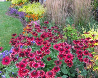 SPRING SALE - Cherry Brandy Rudbekia Black Eyed Susan Live Plant Perennial Flowers in Summer Red Blooms