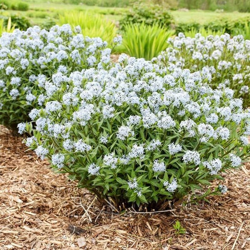 Butterscotch Threadleaf Amsonia hubrichtii BlueStar Blue Flowers Live Plant Shrubs Bush Yellow FALL Color Perennial Landscaping Plants image 6