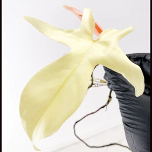 May include: A single, pale yellow leaf with a pointed tip and a prominent vein running down the center. The leaf is partially obscured by a black glove.