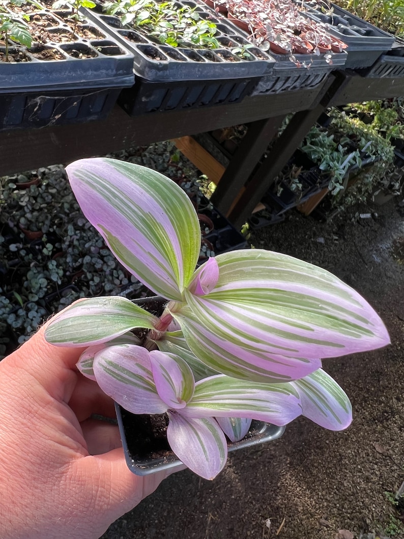 SALE Pink Tradescantia Houseplants Live Plant in Pot indoor 2.5 Pot Rare Fast Growing Plants Home Decor Gift image 6