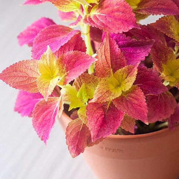 Alabama Sunset Coleus Houseplants Live in Pot indoor 2.5" x 4" Starter Plants Rare Fast Growing Plants Modern Home Decor Gift