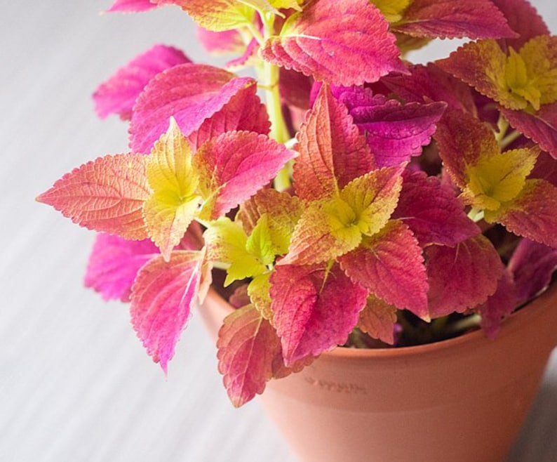 Alabama Sunset Coleus Houseplants Live in Pot indoor 2.5 x 4 Starter Plants Rare Fast Growing Plants Modern Home Decor Gift Bild 1