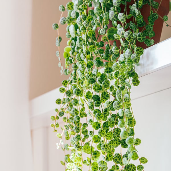 OFERTA ESPECIAL - Rara planta de interior "Cadena de Tortugas" variegada