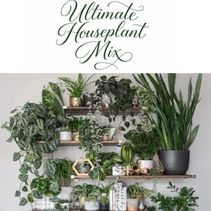 croton indoor plant Croton Houseplant  Wayside Gardens
