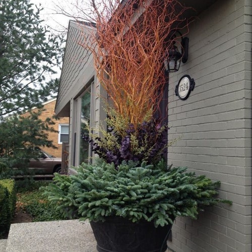 Scarlet Red Curly Willow Tree Live Plants Rare (Gardening and Plants)