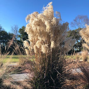 SUPER SALE Miscanthus Oktoberfest Perennial Ornamental 1 Live Plant Clumping Fast Growing Plants