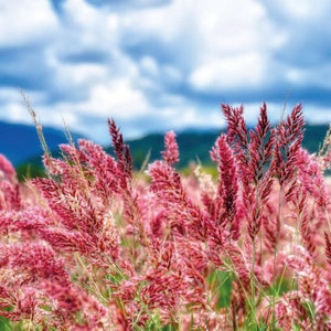 Puede incluir: Un campo de hierba rosa en flor contra un cielo azul con nubes blancas.