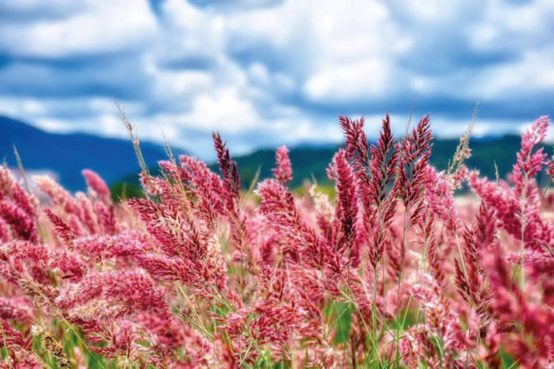 Puede incluir: Un campo de hierba rosa en flor contra un cielo azul con nubes blancas.