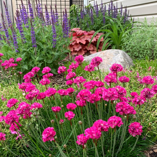 Pink Sea Thrift Perennial Plants Zones 4-8 Evergreen Live Plant Flowers