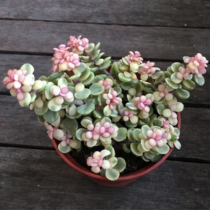 SPRING SALE - Pink Variegated Elephant Bush Succulents Partulacaria afra variegata pink Plant Gift for Her Him House Plants