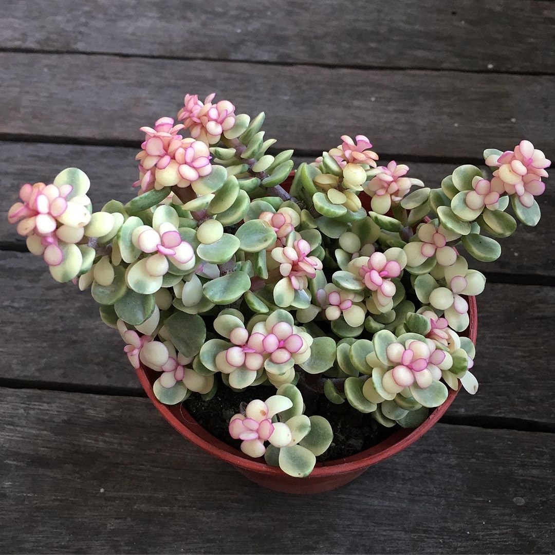 Super Sale Pink Variegated Elephant Bush Succulents Partulacaria afra variegata pink Plant Gift for Her Him House Plants