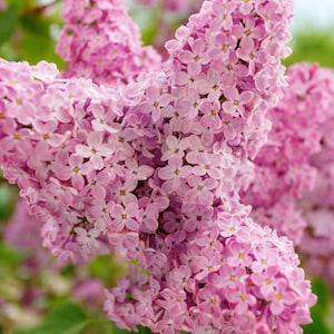 Pink Lilac Cuttings Live Plant Cutting No Roots Fast Growing Plants