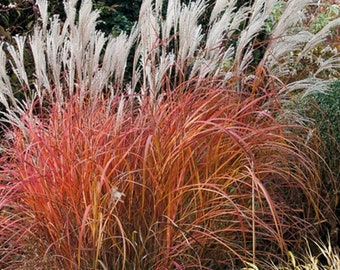 SPRING SALE - FIRE Dragon Grass sinensis Perennial Ornamental 1 Live Plant Clumping Fast Growing Plants