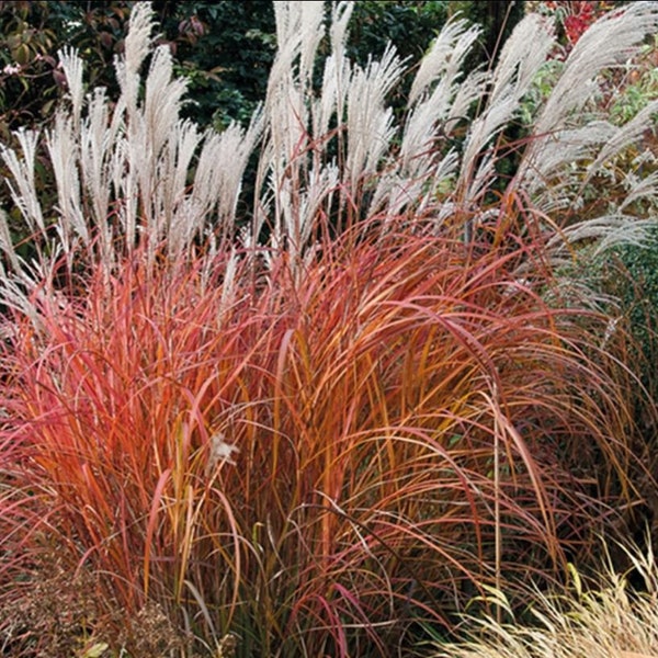FIRE DRAGON Grass sinensis Perennial Ornamental 1 Live Plant Clumping Fast Growing Plants