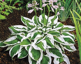 Hosta Patriot Shade Plants Live Plant Perennial starter root bulb rhizome FRAGRANT Flowers