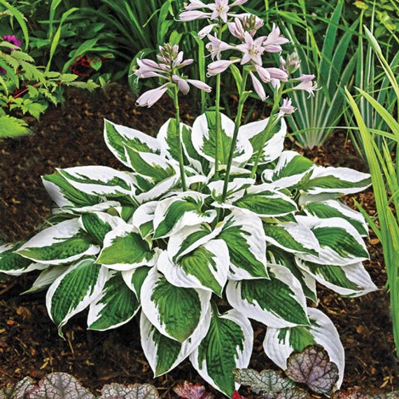 SPRING SALE - Hosta Patriot Live Plant Perennial - Etsy Israel