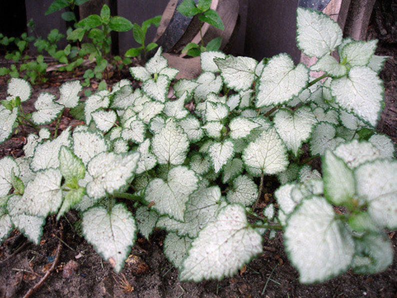 Puede incluir: Primer plano de un parche de follaje blanco y verde. Las hojas tienen un centro blanco plateado con un borde verde oscuro.