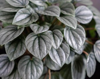 Little Toscani Silver Peperomia Obtusifolia Rubber Plant House Plant 2.5" x 4" In Pot Indoor Live Houseplants