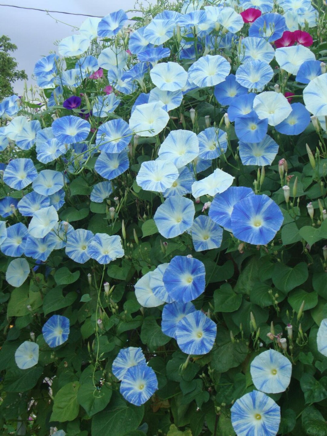Flying Saucers Morning Glory Vine Live Plants Blue Pink Purple Flowers