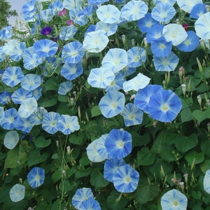 Flying Saucers Morning Glory Vine Live Plants Blue Pink Purple Flowers House Plant Perennial