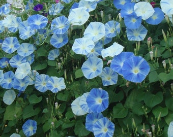 Flying Saucers Morning Glory Vine Live Plants Blue Pink Purple Flowers House Plant Perennial