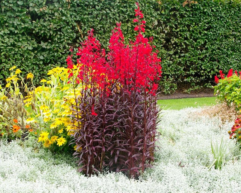 Black Truffle Red Cardinal Flower Excellent Combination of Etsy